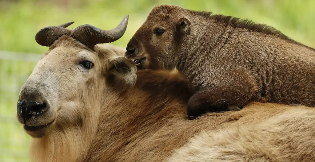 How-Many-Types-Of-Takin-Are-There (1)