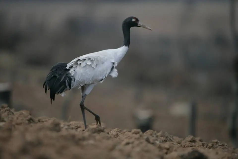 crane (1)